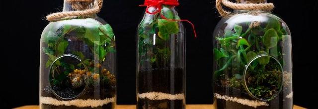 Flaschengarten basteln: Eine einfache Anleitung zum Selbermachen Flaschengarten basteln: Eine einfache Anleitung zum Selbermachen