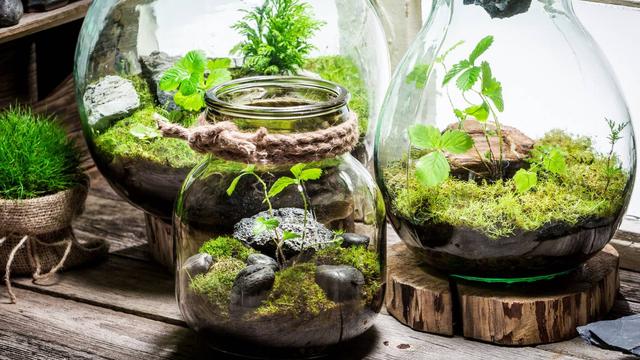 Kreatives DIY-Projekt: Einen eigenen Flaschengarten gestalten Kreatives DIY-Projekt: Einen eigenen Flaschengarten gestalten