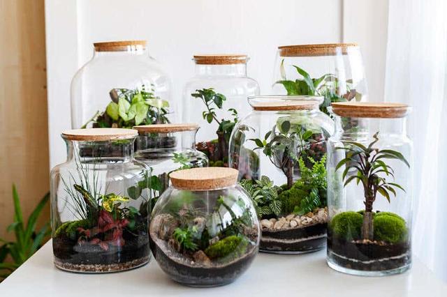 Flaschengarten selber machen: Schritt-für-Schritt Anleitung Flaschengarten selber machen: Schritt-für-Schritt Anleitung