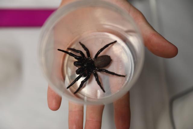 Rätsel um die giftigste Spinne gelöst? Neue Erkenntnisse aus australischer Forschung