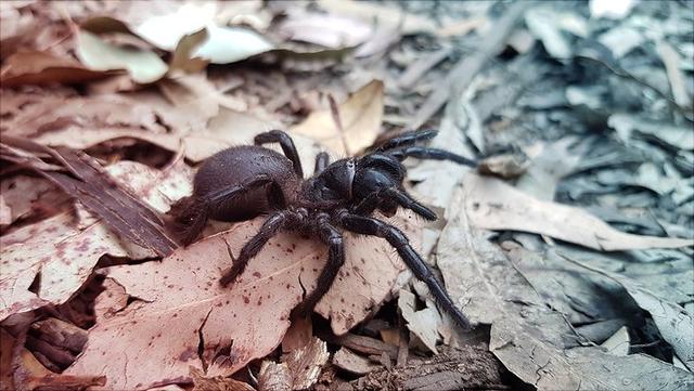 Giftige Begegnungen in Sydney: Erforschung der gefährlichsten Spinne der Welt