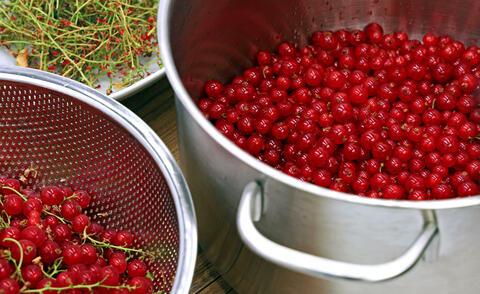Sommerlicher Genuss: Frischen Johannisbeersaft selber herstellen Sommerlicher Genuss: Frischen Johannisbeersaft selber herstellen