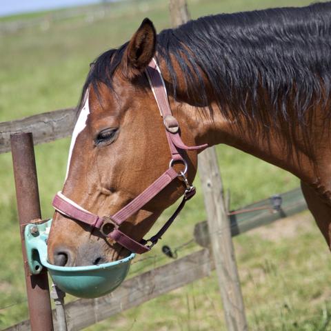 Praktische Tipps für eine frostfreie Tränke ohne Strom Praktische Tipps für eine frostfreie Tränke ohne Strom