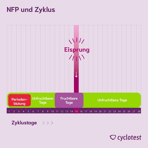Empfängnisbereitschaft: Der Schlüssel zum Erfolg bei der Familienplanung