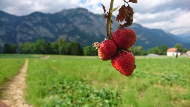 Spaß beim Erdbeeren selber pflücken in Wallersdorf: Natur erleben und naschen