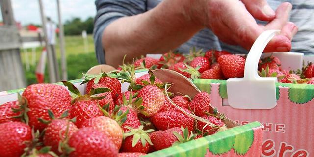 Sommerliches Vergnügen in Wallersdorf: Erdbeeren selbst ernten und schlemmen