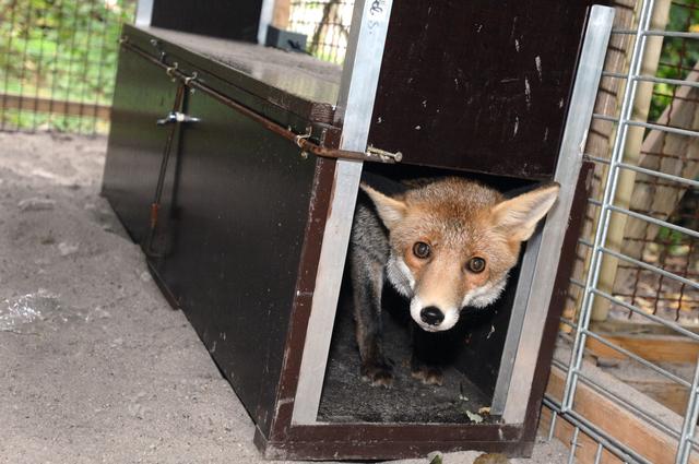 Effektive Fuchsfalle selber bauen: Schritt-für-Schritt-Anleitung Effektive Fuchsfalle selber bauen: Schritt-für-Schritt-Anleitung