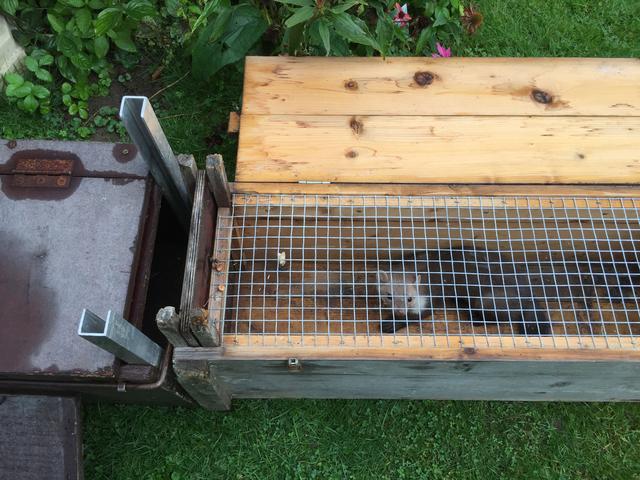 Fuchsfalle selbst gemacht: Bauanleitung und Materialien Fuchsfalle selbst gemacht: Bauanleitung und Materialien