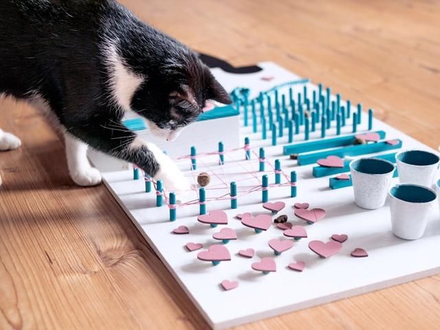Intelligenzspiel für Katzen: So einfach können Sie ein Fummelbrett selber machen Intelligenzspiel für Katzen: So einfach können Sie ein Fummelbrett selber machen