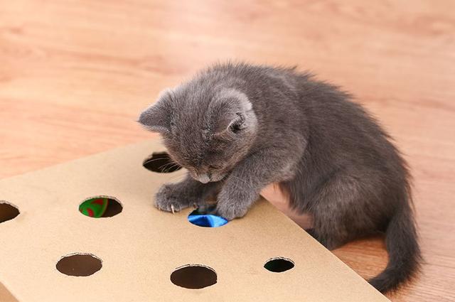 Spiel und Herausforderung: Wie Sie ein Fummelbrett als Katzenspielzeug selber machen können Spiel und Herausforderung: Wie Sie ein Fummelbrett als Katzenspielzeug selber machen können