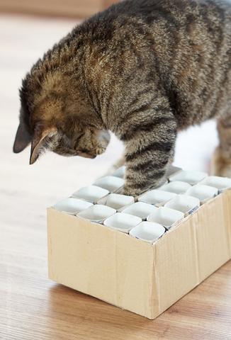 DIY: So basteln Sie ein Fummelbrett für Katzen - Anleitung für selbstgemachtes Katzenspielzeug DIY: So basteln Sie ein Fummelbrett für Katzen - Anleitung für selbstgemachtes Katzenspielzeug