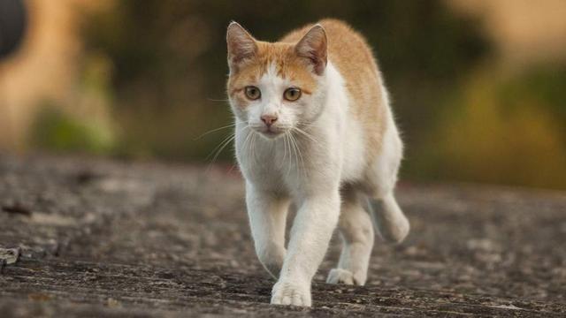 Nachbarschaftsstreit um lärmende Katzen: Gericht fällt Urteil Nachbarschaftsstreit um lärmende Katzen: Gericht fällt Urteil