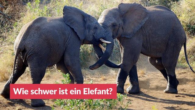 Die verschiedenen Gewichte der Elefantenarten Die verschiedenen Gewichte der Elefantenarten