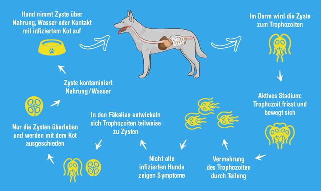 Giardien beim Hund: Diagnose, Behandlung und Vorbeugung Giardien beim Hund: Diagnose, Behandlung und Vorbeugung