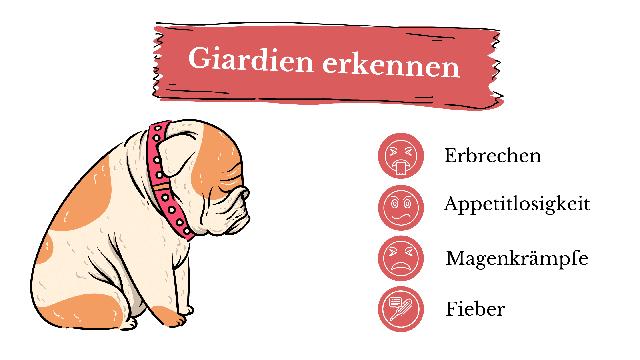 Alles über Giardien beim Hund: Ursprung, Übertragung und Prävention Alles über Giardien beim Hund: Ursprung, Übertragung und Prävention