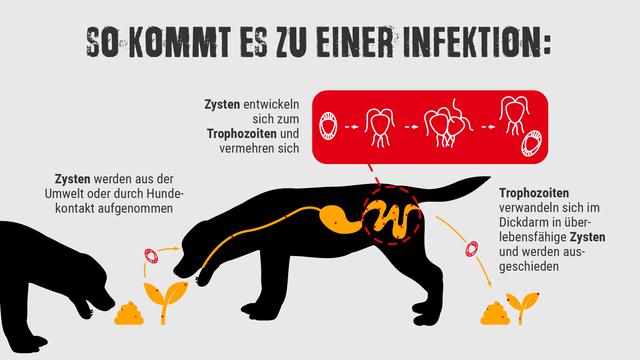 Giardieninfektion beim Hund: Wie Sie Ihren Vierbeiner schützen können Giardieninfektion beim Hund: Wie Sie Ihren Vierbeiner schützen können