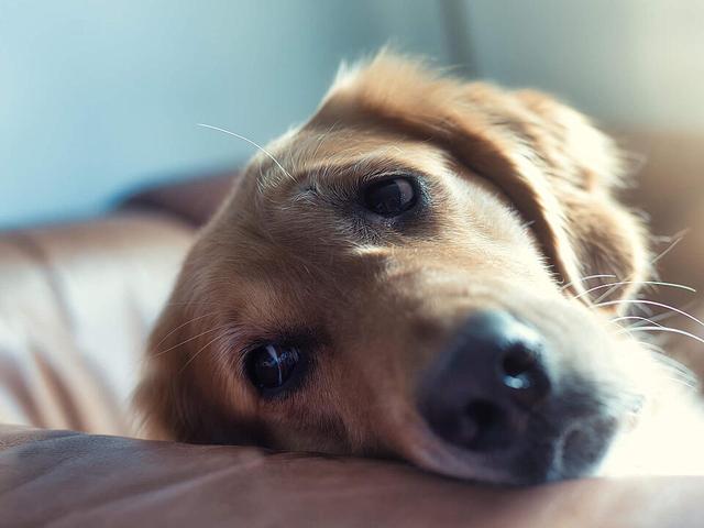 Hygienemaßnahmen gegen Giardien: So schützen Sie sich und Ihr Tier Hygienemaßnahmen gegen Giardien: So schützen Sie sich und Ihr Tier