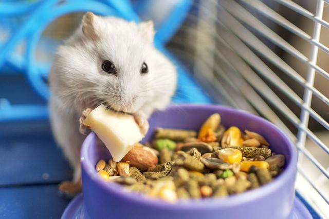 Vorsicht bei der Fütterung: Verbotene Lebensmittel für Hamster Vorsicht bei der Fütterung: Verbotene Lebensmittel für Hamster