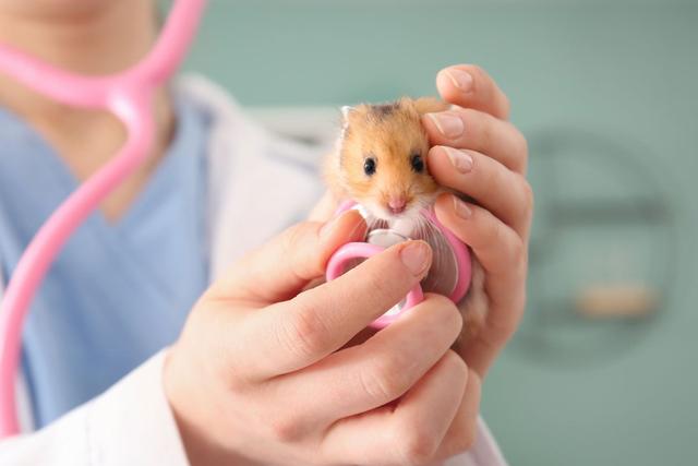 Giftige Lebensmittel für Hamster: Was sollten sie vermeiden? Giftige Lebensmittel für Hamster: Was sollten sie vermeiden?