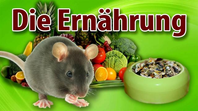 Gefährliche Lebensmittel für Ratten: Vermeiden Sie diese unbedingt!