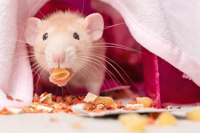 Tödliche Gefahren in der Rattenernährung: Was Sie vermeiden sollten