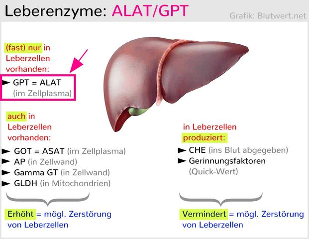 Veränderte GPT-Werte: Ursachen und mögliche Folgen