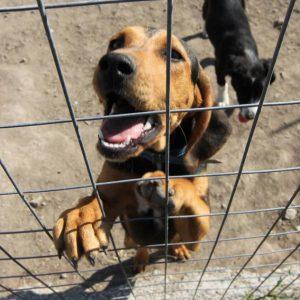 Praktische Tipps zum Bau eines Hundezwingers: Anleitungen und Vergleich Praktische Tipps zum Bau eines Hundezwingers: Anleitungen und Vergleich