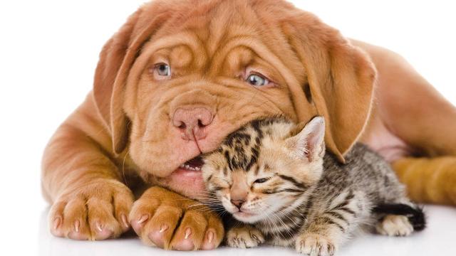 3. Das Ziel der Hundesteuer: Begrenzung der Hundeanzahl