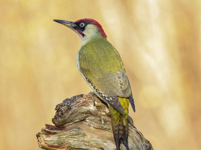 Der Grünspecht im Garten: Ein nützlicher Helfer für die Baumgesundheit