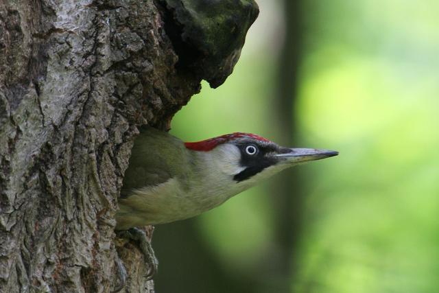 Warum der Grünspecht im Garten wertvoll ist: Schutz vor Baumschädlingen und natürliche Fortpflanzung