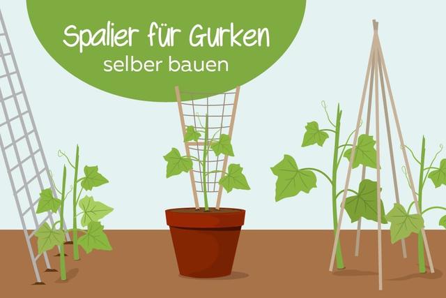 Gurken Rankhilfe selbst bauen Tipps für stabile und wetterfeste