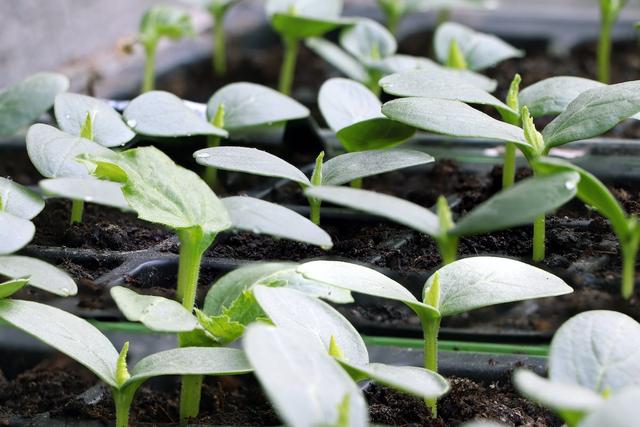 Ab wann kann man mit dem Vorziehen von Gurken beginnen? Ab wann kann man mit dem Vorziehen von Gurken beginnen?
