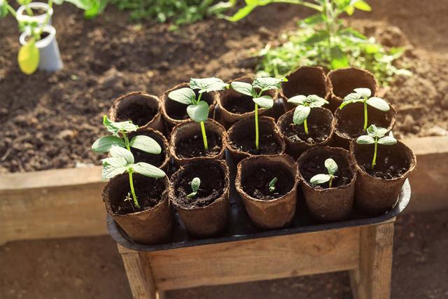 Welches ist der beste Zeitpunkt, um Gurken auf der Fensterbank vorzuziehen? Welches ist der beste Zeitpunkt, um Gurken auf der Fensterbank vorzuziehen?