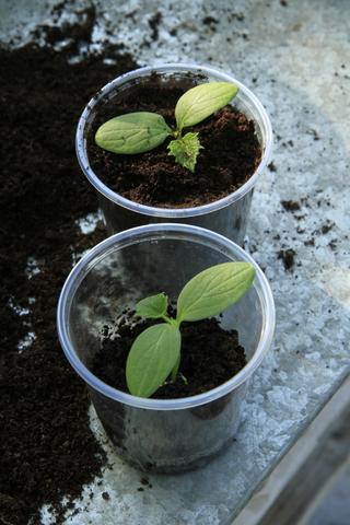 Ab welchem Monat sollten Gurkenpflanzen ins Freiland oder Gewächshaus gesetzt werden? Ab welchem Monat sollten Gurkenpflanzen ins Freiland oder Gewächshaus gesetzt werden?