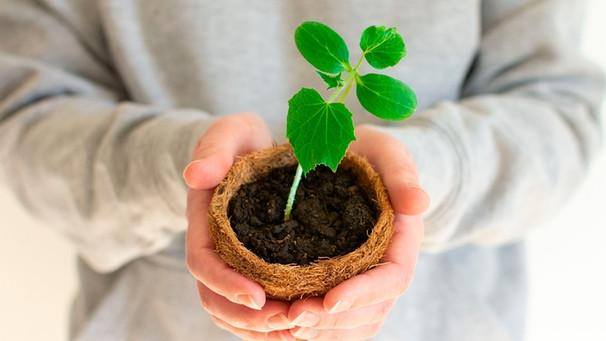 Wie lange sollte man die Jungpflanzen im Haus kultivieren, bevor sie ins Freiland umziehen können? Wie lange sollte man die Jungpflanzen im Haus kultivieren, bevor sie ins Freiland umziehen können?