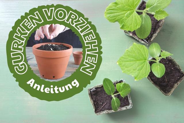 Wann ist der richtige Zeitpunkt, um Gurken vorzuziehen? Wann ist der richtige Zeitpunkt, um Gurken vorzuziehen?
