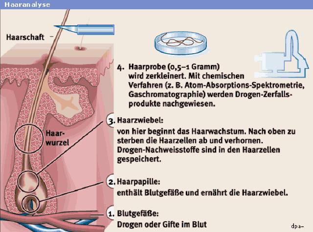 Von Alkohol bis Drogen: Was kann eine Haaranalyse alles nachweisen? Von Alkohol bis Drogen: Was kann eine Haaranalyse alles nachweisen?