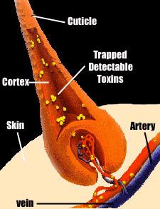 Haaranalyse: Welche Informationen liefert sie über den Drogen- und Alkoholkonsum? Haaranalyse: Welche Informationen liefert sie über den Drogen- und Alkoholkonsum?