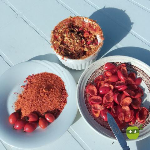 Gesundheit aus der Natur: Hagebuttenpulver selbstgemacht Gesundheit aus der Natur: Hagebuttenpulver selbstgemacht