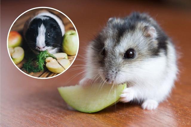 Apfel für Hamster: Tipps und Empfehlungen