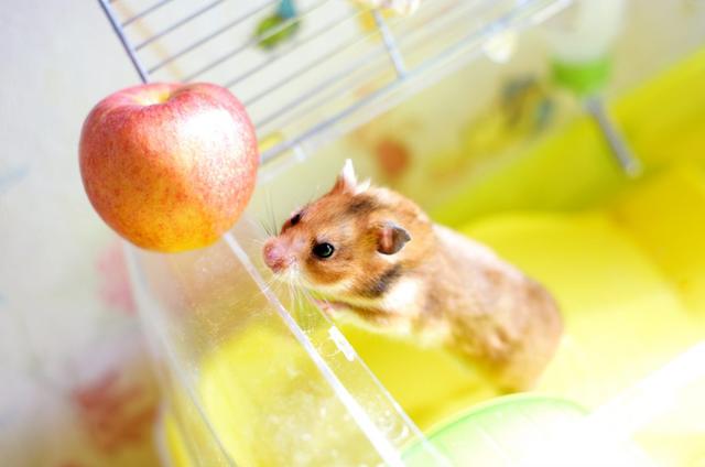 Hamster und Äpfel: Verträglichkeit und Vorteile