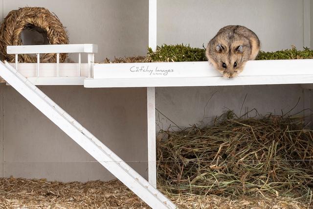 Selbstgemachter Hamsterkäfig: Die richtige Haltung beginnt beim Gehege Selbstgemachter Hamsterkäfig: Die richtige Haltung beginnt beim Gehege