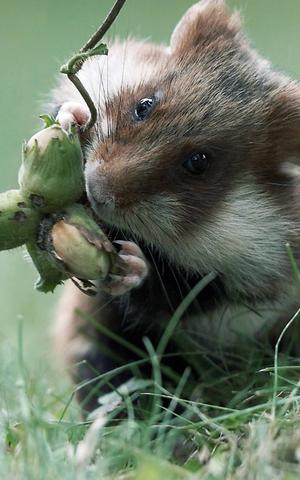 Feldhamster vor dem Aussterben bewahren: Das Hamsterstreifen-Programm Feldhamster vor dem Aussterben bewahren: Das Hamsterstreifen-Programm