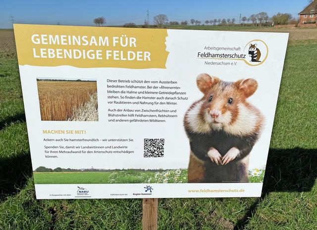 Hamsterstreifen: Wie sie dem Feldhamster helfen und Landwirten Entschädigung bieten Hamsterstreifen: Wie sie dem Feldhamster helfen und Landwirten Entschädigung bieten
