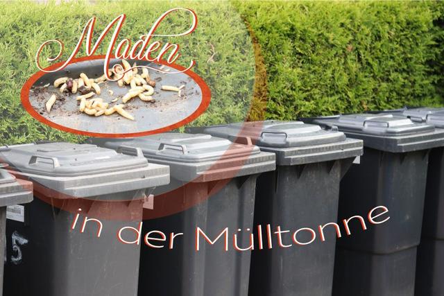 Natürliche Methoden, um Maden in der Mülltonne loszuwerden Natürliche Methoden, um Maden in der Mülltonne loszuwerden
