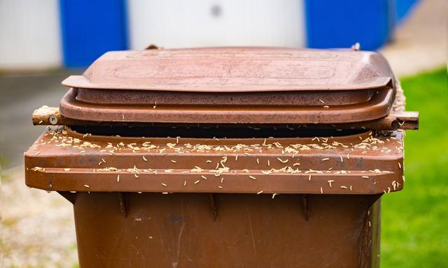 Wie man Maden in der Mülltonne effektiv beseitigen kann Wie man Maden in der Mülltonne effektiv beseitigen kann