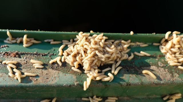 Effektive Hausmittel gegen Maden in der Mülltonne Effektive Hausmittel gegen Maden in der Mülltonne