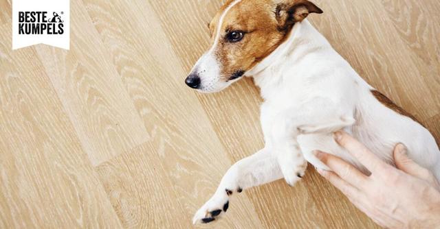 Hausmittel für Hunde mit Sodbrennen: Tipps und Tricks