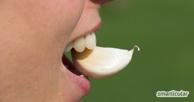 Natürliche Heilmittel bei wundem Zahnfleisch: Knoblauch, Lavendel und ätherische Öle Natürliche Heilmittel bei wundem Zahnfleisch: Knoblauch, Lavendel und ätherische Öle