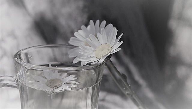 Effektive Hausmittel gegen Zahnfleischentzündung: Kamille, Salbei und Zitronensaft Effektive Hausmittel gegen Zahnfleischentzündung: Kamille, Salbei und Zitronensaft